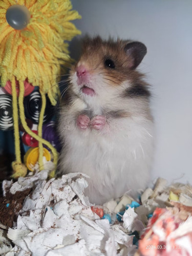 1744167107691748.jpeg d1c887b824d55ee0bd5d8c9a4220b115_origin(1).jpg